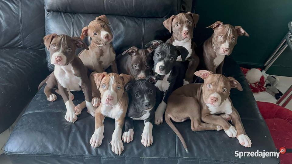 American Bully XL ABKC Poznań