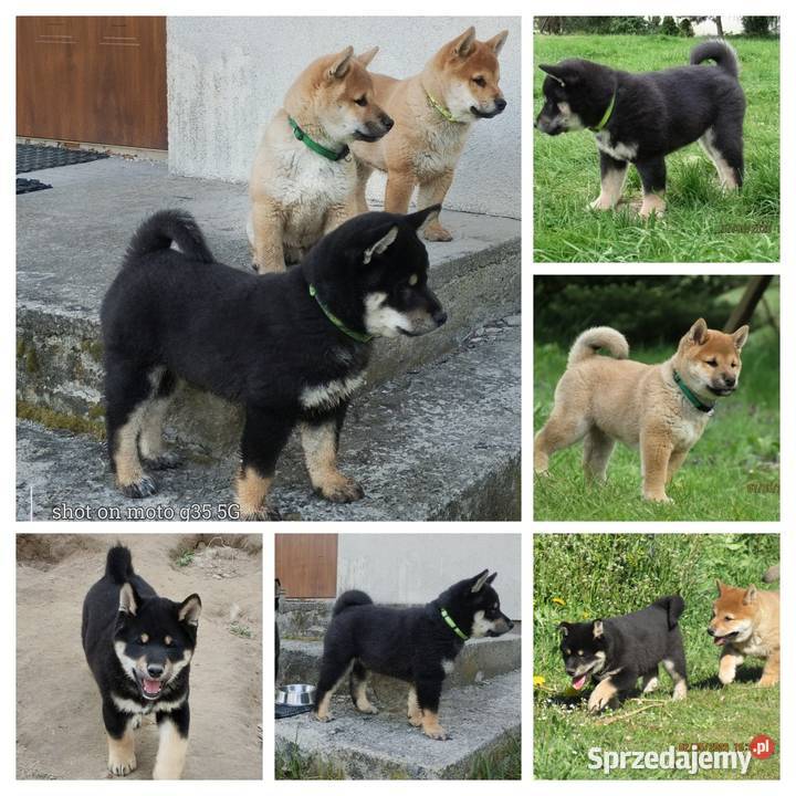 SHIBA INU Nowy miot przyjmujemy zamówienia lubelskie Bychawka Trzecia