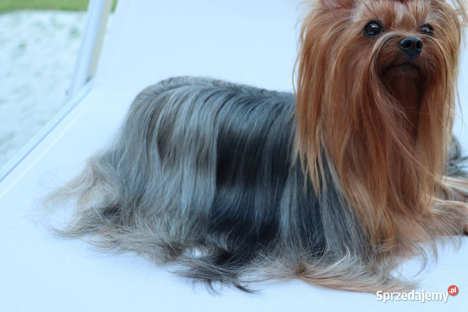 York szczenięta Championach z rodowodem hodowla Wrocław sprzedam