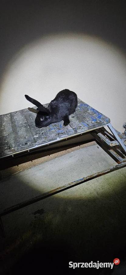 Samice olbrzym srokacz czarny srokacz niemiecki Miechów sprzedam