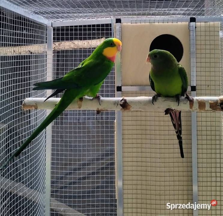 Papugi tarczowe barabandy Zwierzęta Ostrzeszów