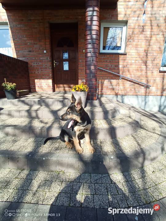 Owczarek niemiecki uzytkowy Brąszewice