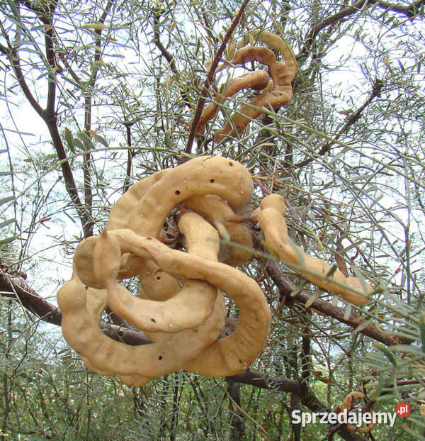 PROSOPIS CHILENSIS  Prosopis chilensis NASIONA kujawsko-pomorskie Lubanie