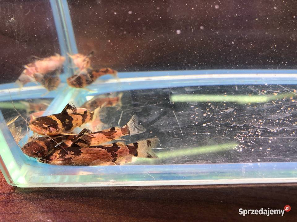 Sum wenezuelski Arlekinek