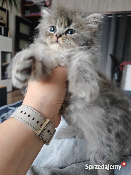 Pers Persy kot kotki