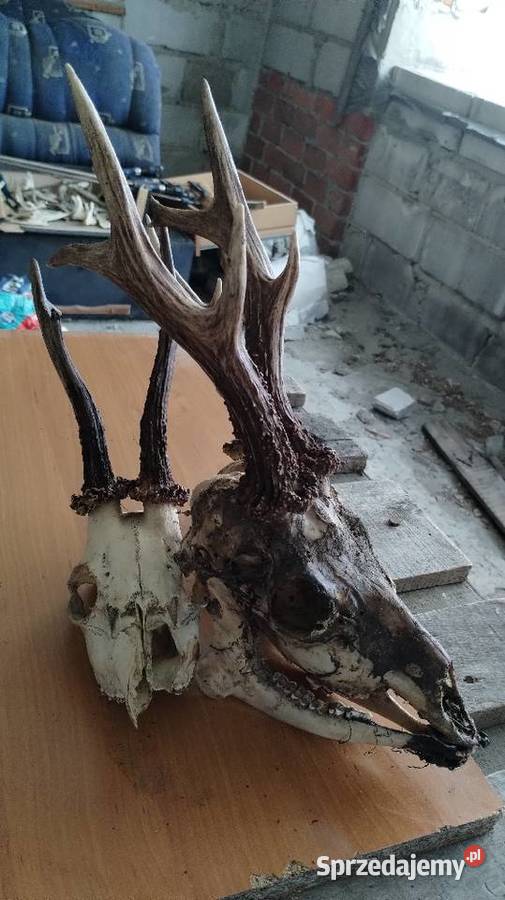 Runo leśne naturalne Leżajsk