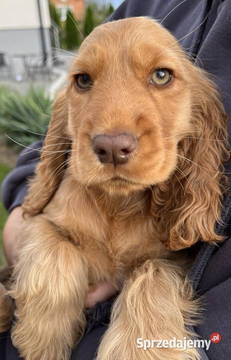 Cocker Spaniele Angielskie Cocker Spaniel Piątek