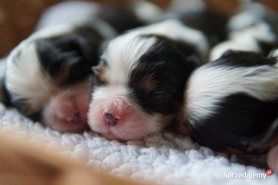 Szczenięta Cavalier King Charles Spaniel Zwierzęta