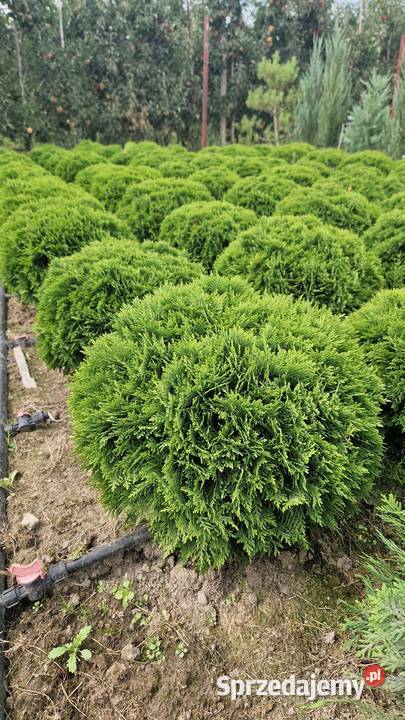 Tuja DANIKAThuja Occidentalis DANICA średnica ok Warszawa