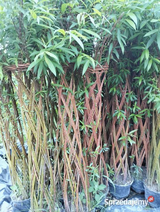 Wierzba pleciona Częstochowa sprzedam