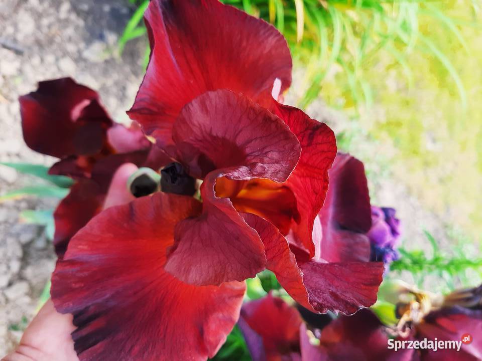 Kosaciec Irys mix kolorów Lublin