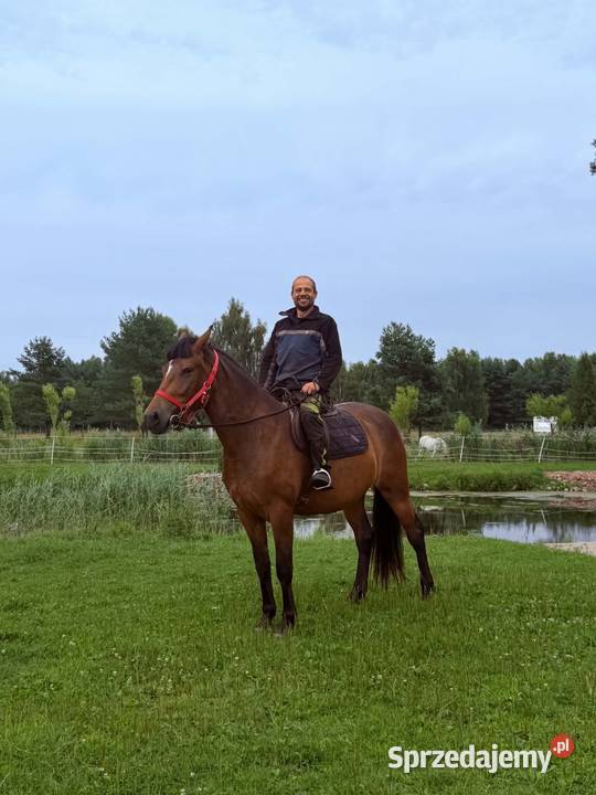 Koń klacz Jasmina Riwiera 160 ostoja spokoju Strzelce Krajeńskie sprzedam