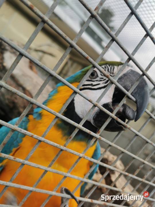 Ara AraRauna AraRauna Samiec 2023r Kakadu DNA Grodzisk Wielkopolski