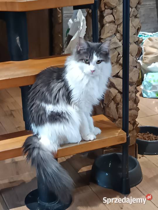 Śliczna kotka rasy Maine coon z rodowodem Prawęcin