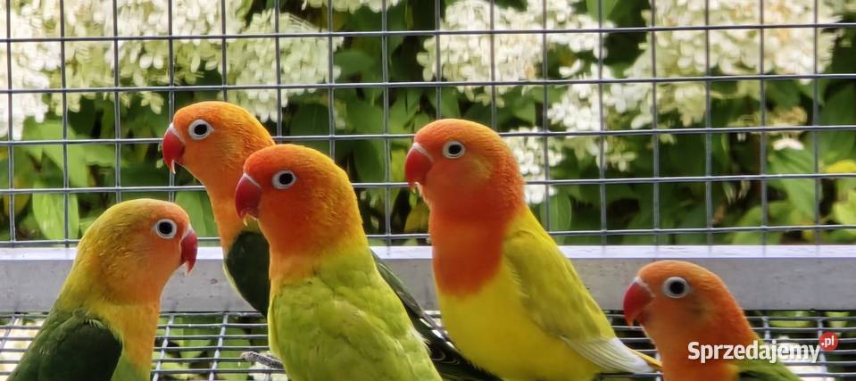 Nierozłączki Fischer młode do oswojenia I łódzkie Łódź sprzedam