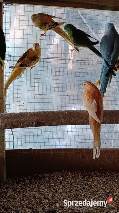 Sprzedam papugi Świergotki seledynowe Ptaki mazowieckie