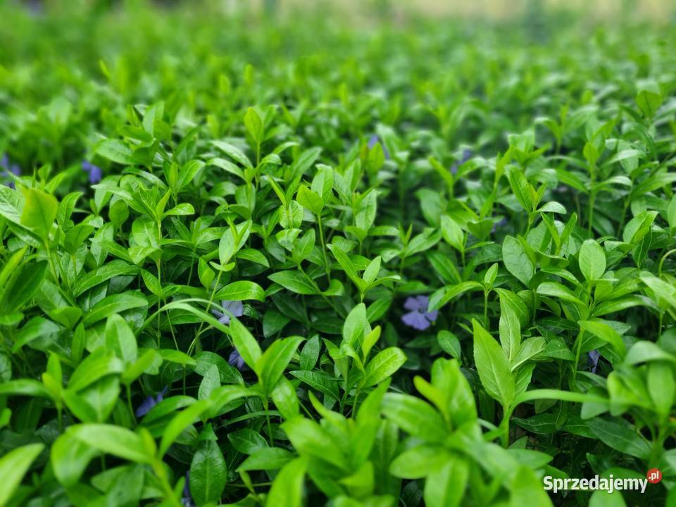 Barwinek pospolity Duże sadzonki Ogród lubelskie Lublin