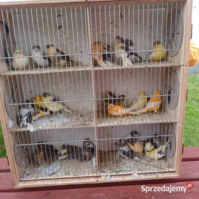 Papugi kanarki zeberki Papugi kanarki zeberki