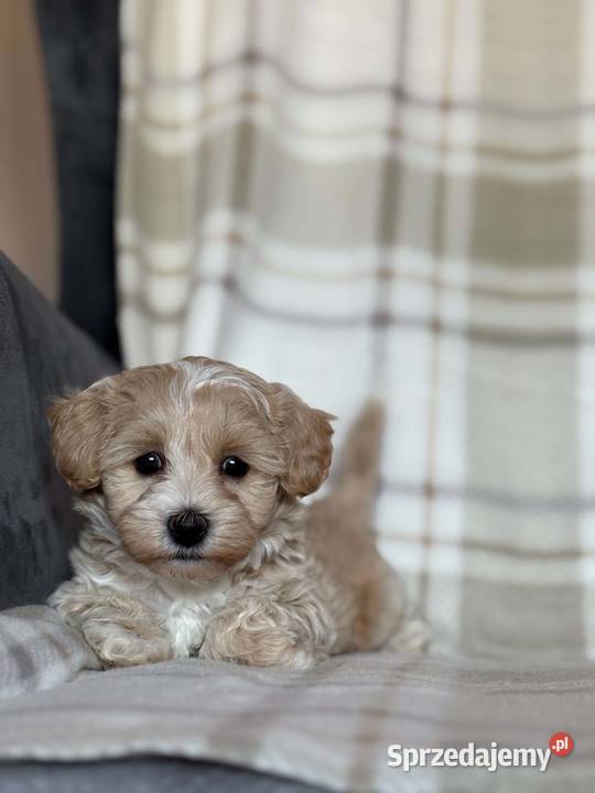 Szczeniaki Maltipoo 8 tyg sprzedam