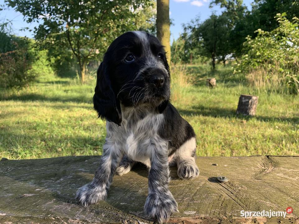 Szczeniaki cocker spaniel angielski Cocker Spaniel