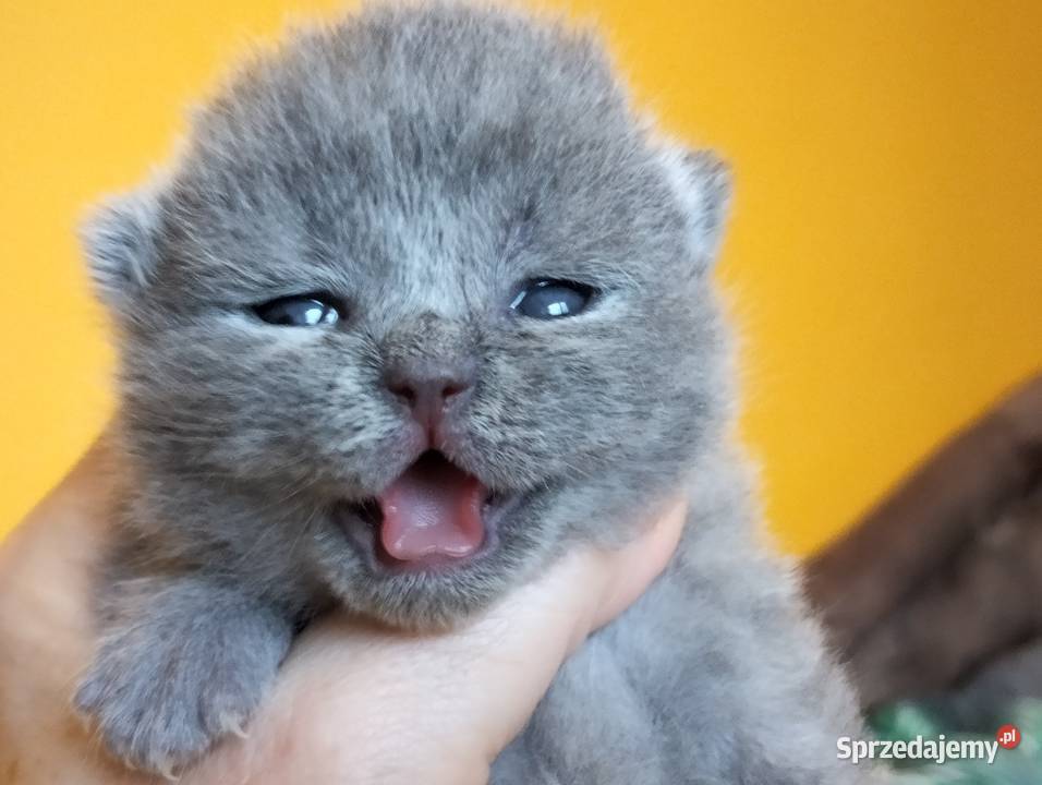 Śliczny kocurek niebieski Rodowód Mędzynarodowy łódzkie