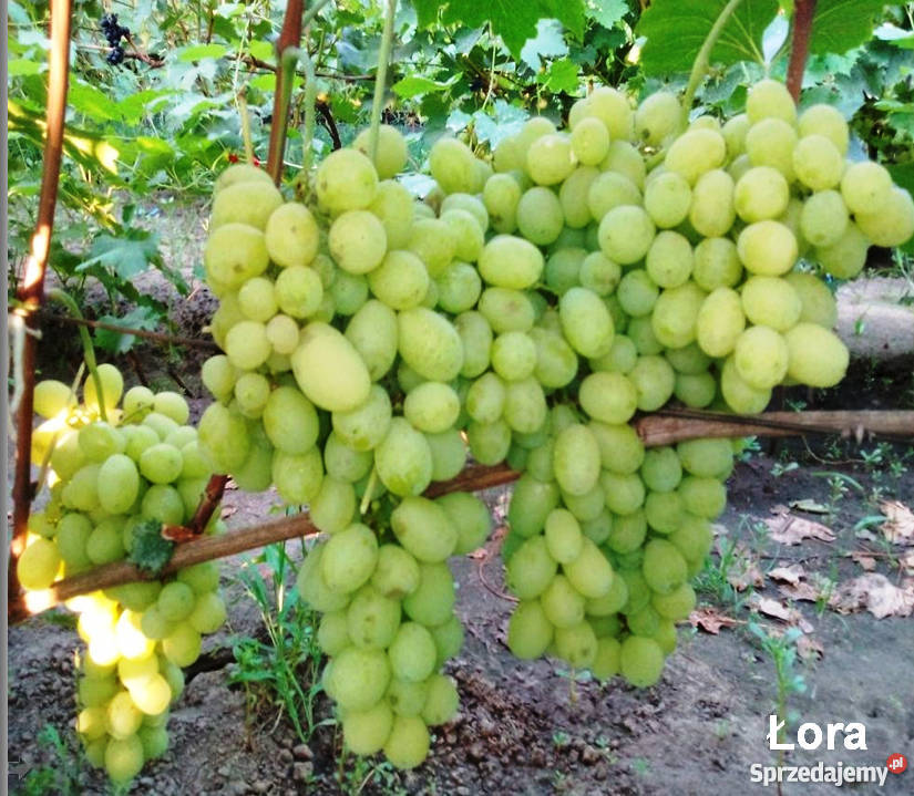 Elitarne winorośle z Ukrainy małopolskie Kraków