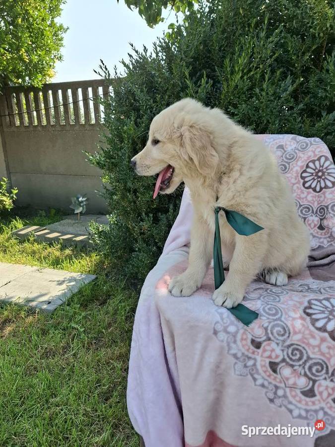 Sprzedam pieski Golden Retriever Kąkolewo