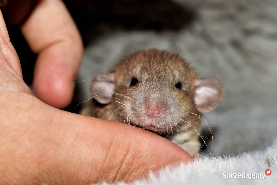 Szczury szczurki szczur dumbo dumbo rex dolnośląskie Wrocław