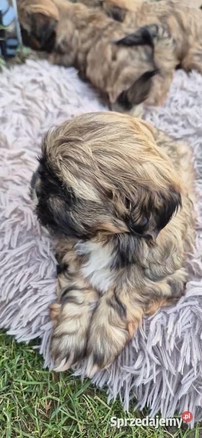 Shis tzu szukaja domku Pilzno