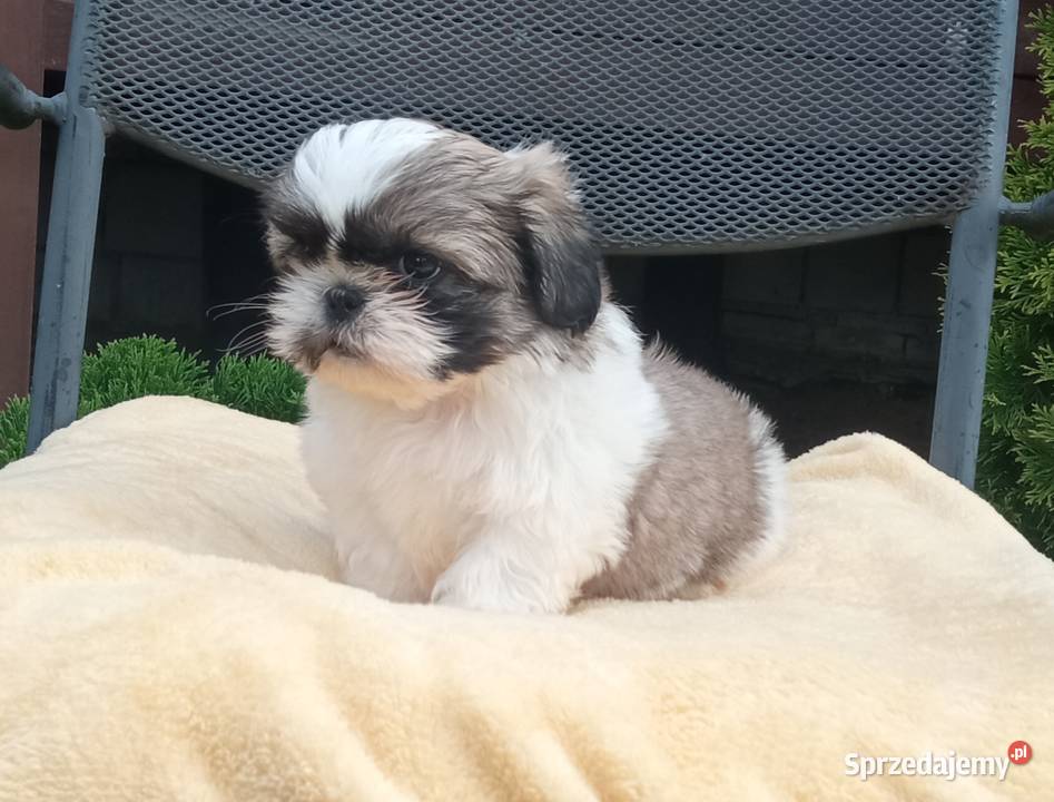 Chłopczyk Shihtzu tricolor z wielopokoleniowym Nowe Miasto Lubawskie