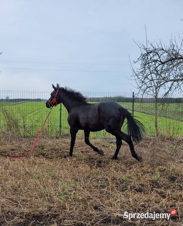 Kary ogier na sprzedaż wielkopolskie Rokutów