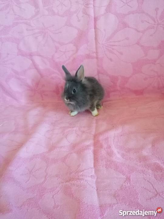 Króliczki karzelki króliczki miniaturki mazowieckie Radom sprzedam