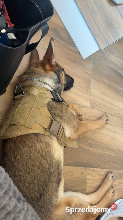 Suka Owczarek Belgijski Lublin