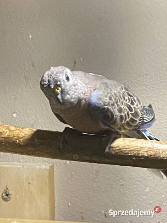 Spzedam papugi lilianki