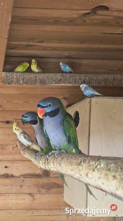 Papugi aleksandretty chińskie Jaworowa