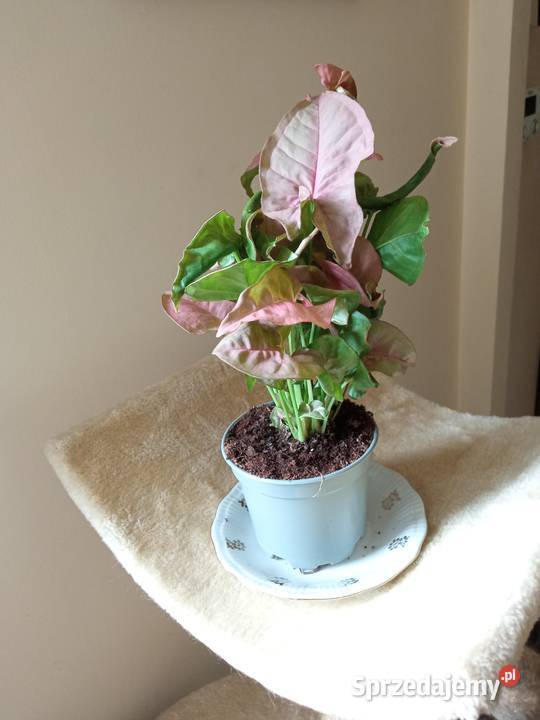 Piękne syngonium 10 Białystok