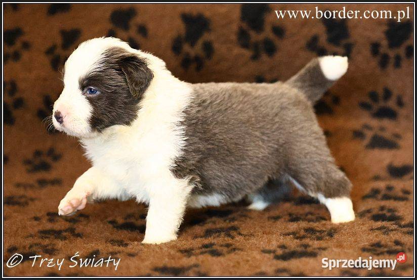 psy szczeniaki Border Collie ZKwP FCI wielkopolskie Poznań
