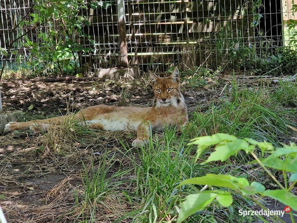 Ryś euroazjatycki Lynx lynx piękny dorosły Katowice