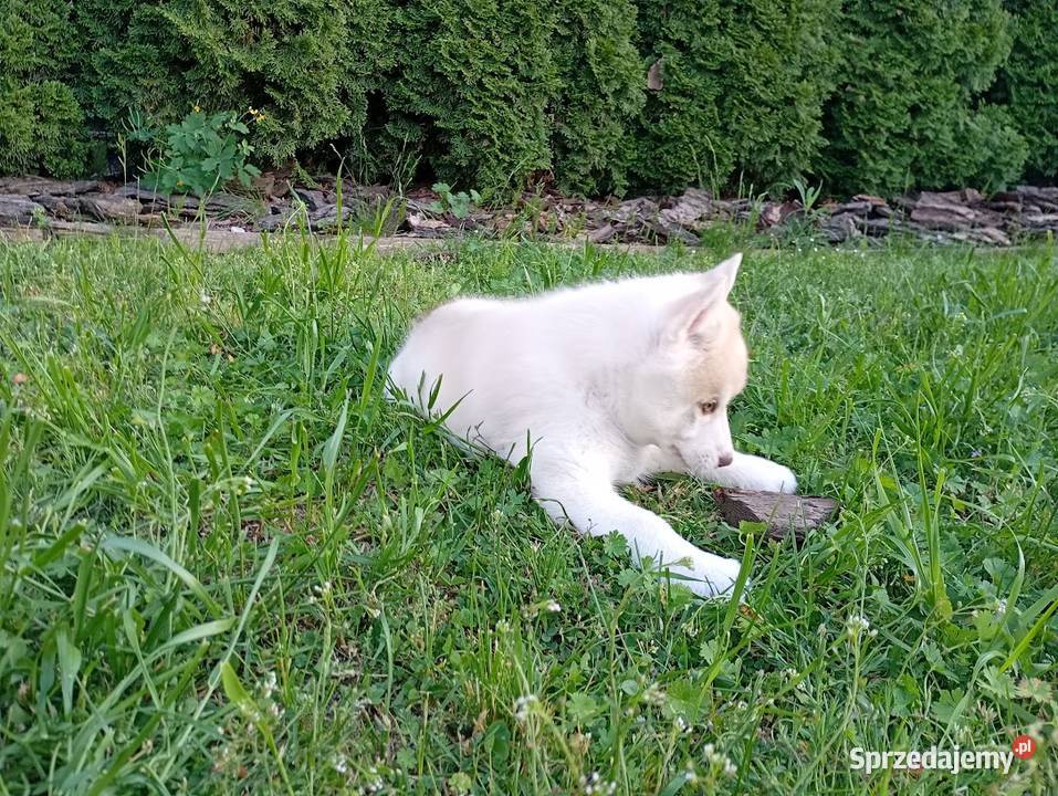 Siberian husky boy śląskie Racibórz