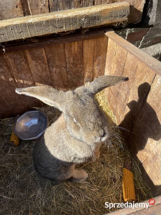 Króliki mieszance Dobra Nadzieja
