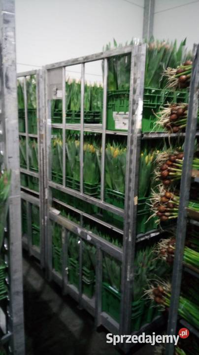 Tulipan cięty na 8 marca Produkcja roślinna Częstochowa