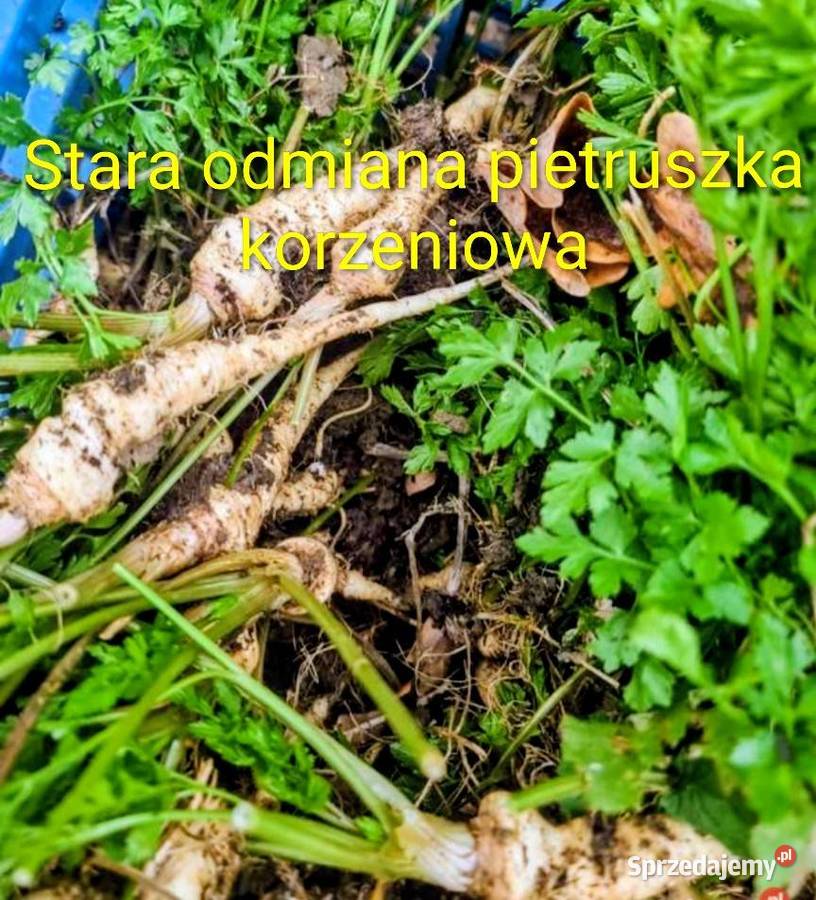Stara odmiana Pietruszka korzeniowa nasiona Kraków