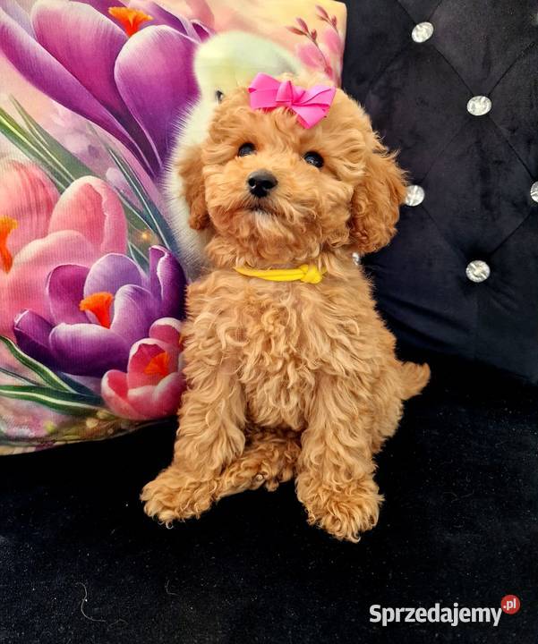 Dziewczynka I chlopiec mini pudelki toy Jasło