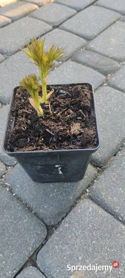 Piwonia delikatna Opole