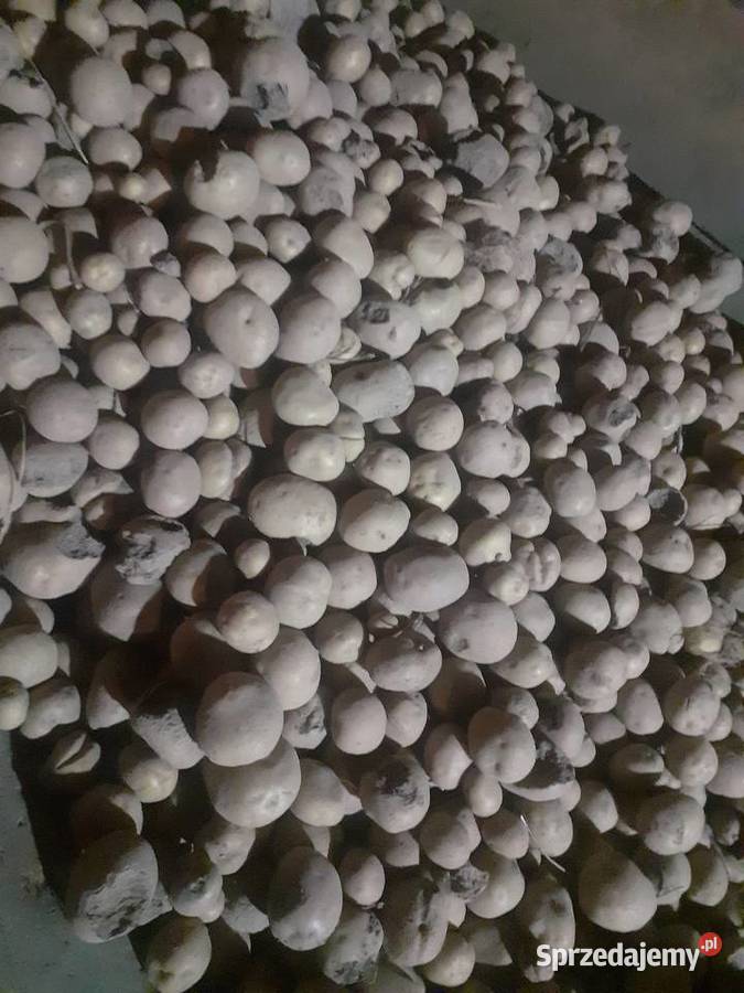 Ziemniaki odpadowe Paszowe Kawka