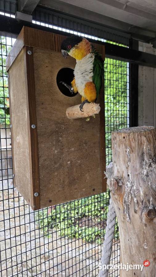 Amazonka Barwinka para lęgowa