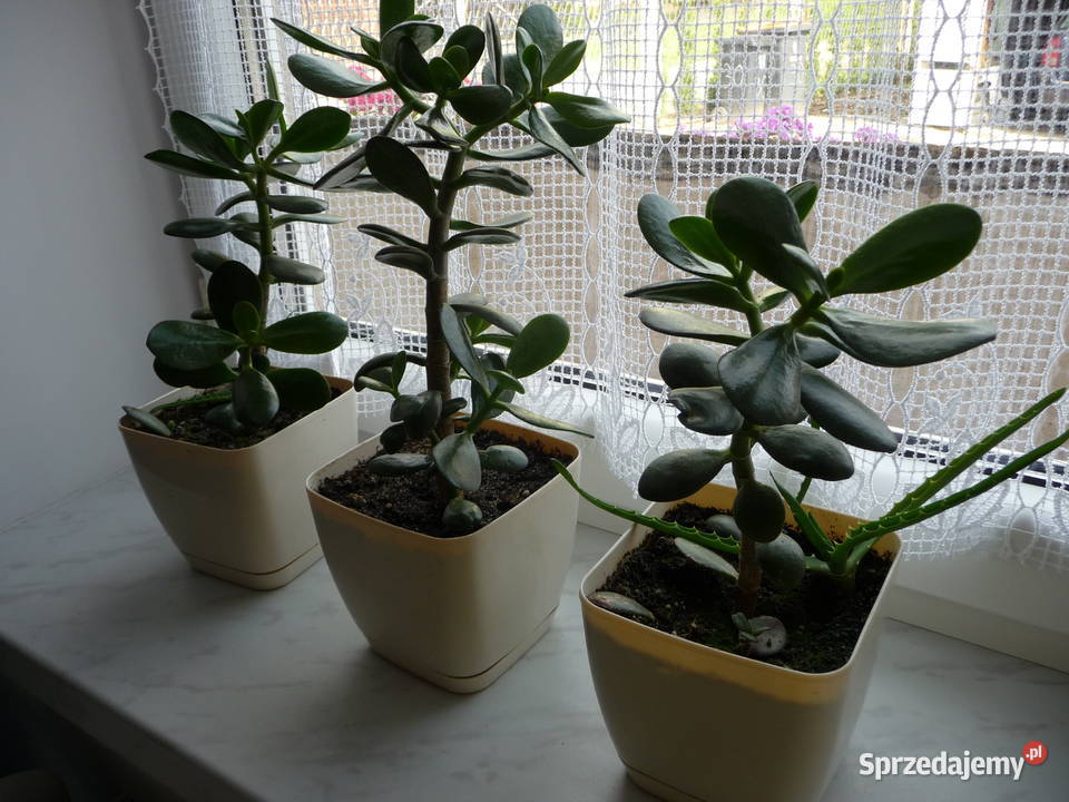 Kwiat doniczkowy grubosz drzewko szczęścia śląskie sprzedam