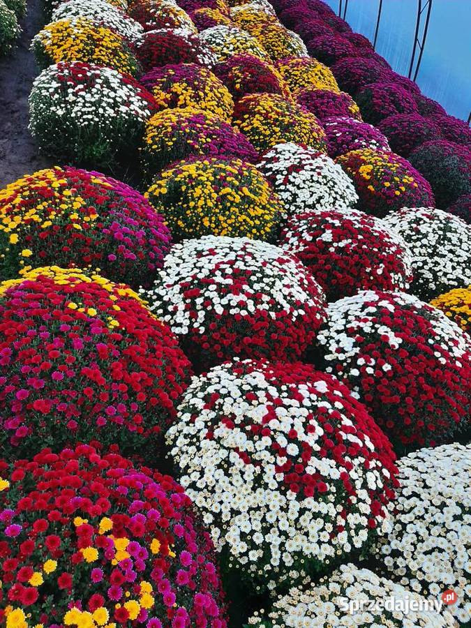 Chryzantemy cięte i doniczkowe mazowieckie Błonie sprzedam