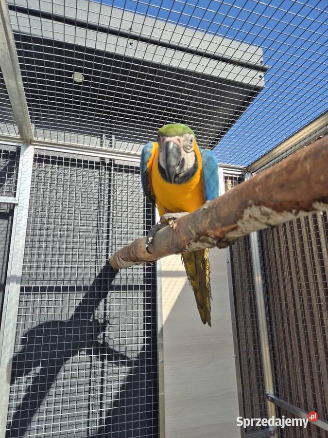 Papugi Ara Ararauna lubelskie Wierzchowiny