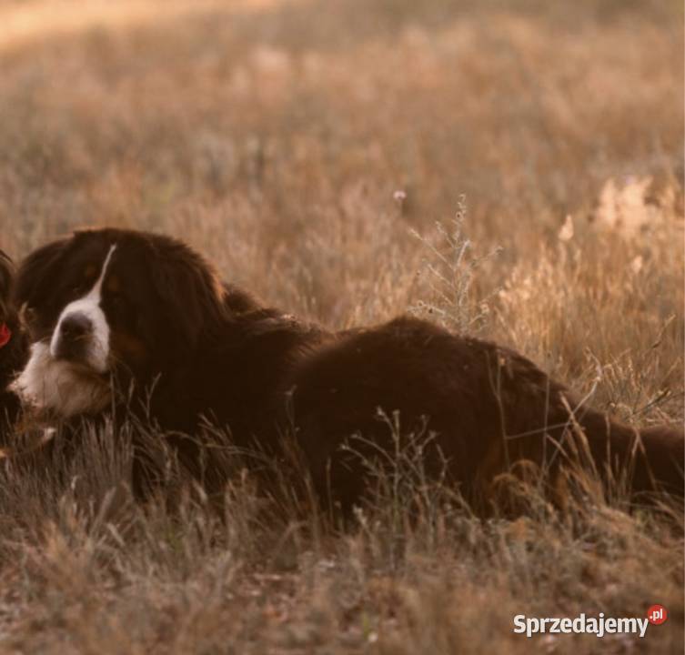 Masywna sunia Berneński Pies Pasterski Berneński Pies Pasterski